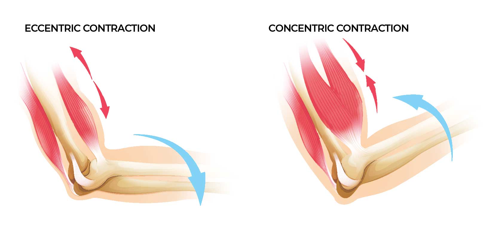 Essentrics 101 The Power of Eccentric Muscle Contractions